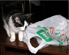 BESYA THE CAT 🐱🐈 meow virtual digital photo picture card image #J021Y Julia