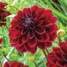 1 "Arabian Night" Decorative Dahlia - Large Size #1 Bulb - US Seller