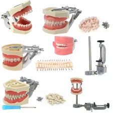 US Dental Studies Kilgore Nissin Columbia Typodont Teeth Model Cheek Mount Pole