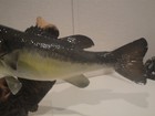 Taxidermy Real Skin 19" Large Mouth Bass — photo 6
