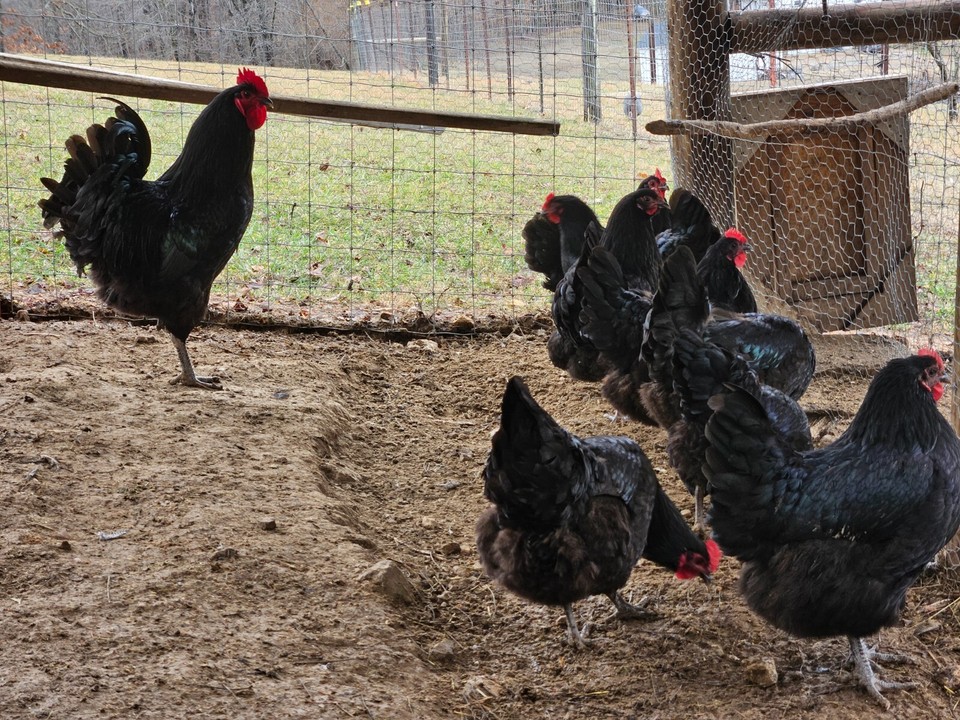 6 Black Jersey Giant hatching eggs eBay