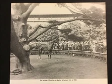 PHAR LAP photo Horse Racing  1932