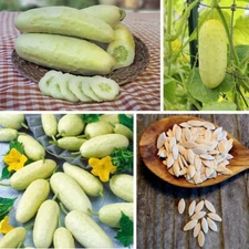 20+ White Cucumber Seeds Cuke Cucumis Vegetable Seed Organic Heirloom