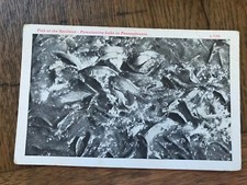 Fish at the Spillway Pymatuning Lake in Pennsylvania Postcard
