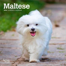 Maltese | 2026 7x14" (Hanging) Monthly Mini Wall Calendar