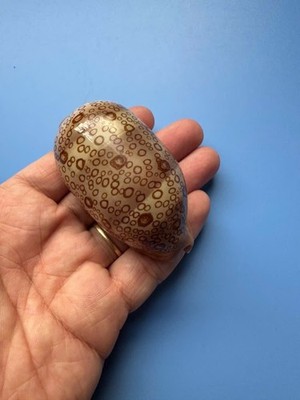 71.6mm | Cypraea Argus | F+++ GEM| Super NICE pattern | Beautiful shell