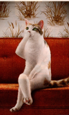FRESH STEP CAT LITTER PRINT ADVERT, CUTE CROSSED LEG CAT PRINT ADVERTISING