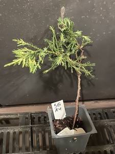 Saybrook Gold Juniper