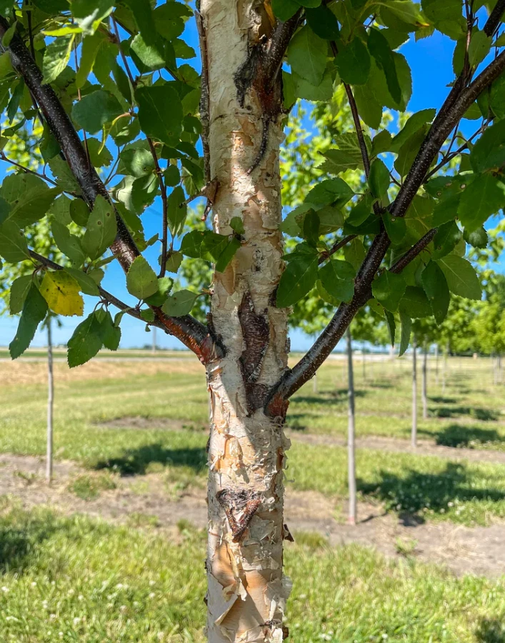 Речная береза (один стебель) – живое дерево в горшке на четверть (высота 12–18 дюймов) - Изображение 3 из 4