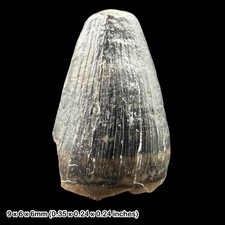 Rare Crocodile Teeth Fossils Wealden Group Sussex UK Cretaceous Crocodyliform