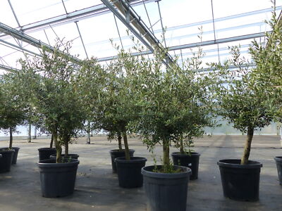 Olivenbaum Olive 15 Jahre 150-170 cm, beste Qualitt, winterhart, Olea  Europaea | eBay.de