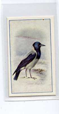 (Ja6703-100) Carroll, Vögel, Krähe mit Kapuze, 1939#8