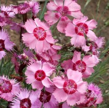 Cottage Pinks Dianthus Seeds 100+ Flower Dianthus Plumarius FREE S&H Perennial