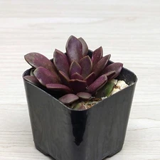Succulent Plant - Anacampseros Rufescens Sand Rose  - In 2" Pot
