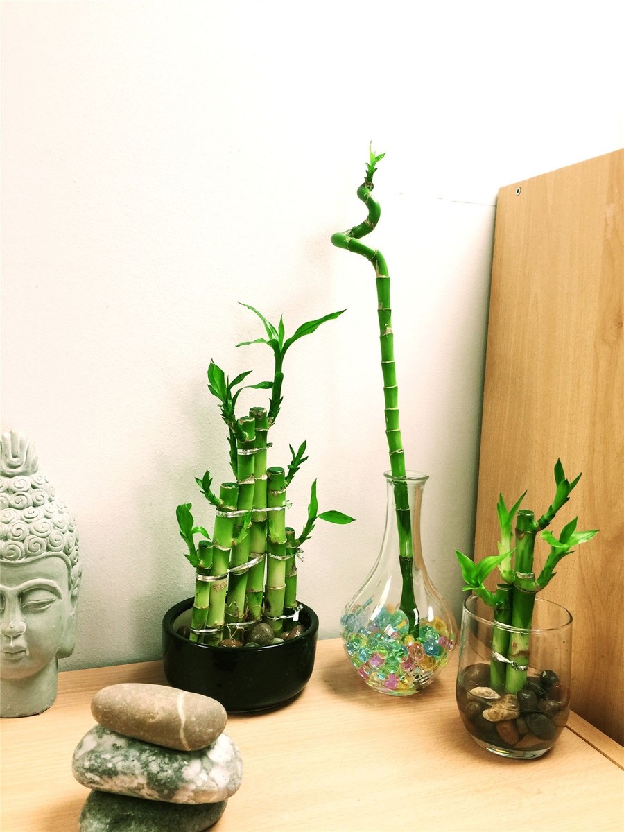 3 Plants Lucky Bamboo Combo Ribbon Evergreen Bonsai in Ceramic Pot For Feng  Shui
