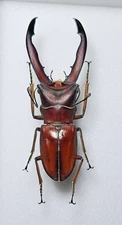 Lucanidae : Cyclommatus giraffa 72mm A- Wild, Borneo