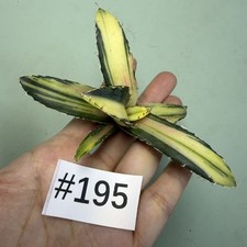 Wyprzedaż Rzadka roślina Agawa titanota "Biały wieloryb" Priata Variegata Ogród WYSIWYG