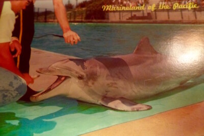 Marineland of the Pacific Flipper Talking Dolphin Vintage SceniKrome Postcard 