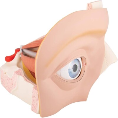 3B Scientific VJ500A Human Eye Model 5 times Life-Size 12 part Eyeball Anatomy