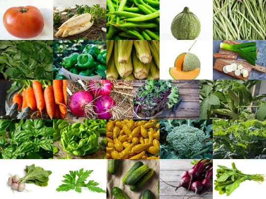 2026 Survival Seeds (13,000+ Seeds) -24 Varieties | Non-GMO Heirloom Vegetables