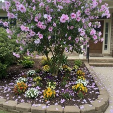 50 Hibiscus Seeds   Lavender Pink Blooms for Beautiful Hardy Garden Trees