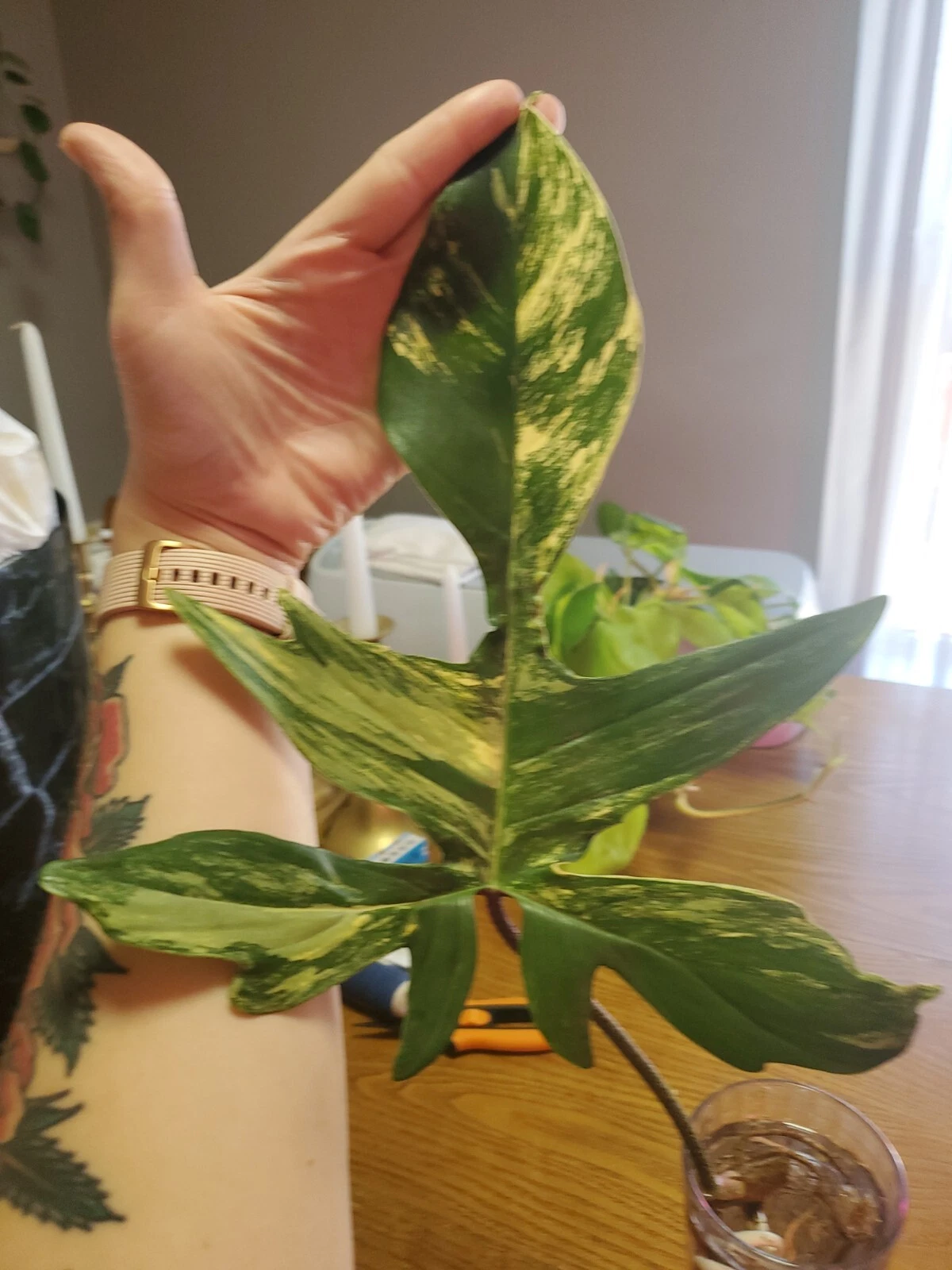 Philodendron Florida Beauty - Highly Variegated - Well-rooted