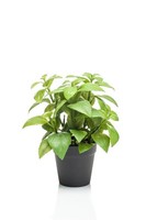 Artplants KüNstlicher Basilikum Whoopi Im Dekotopf, GrüN, 23Cm