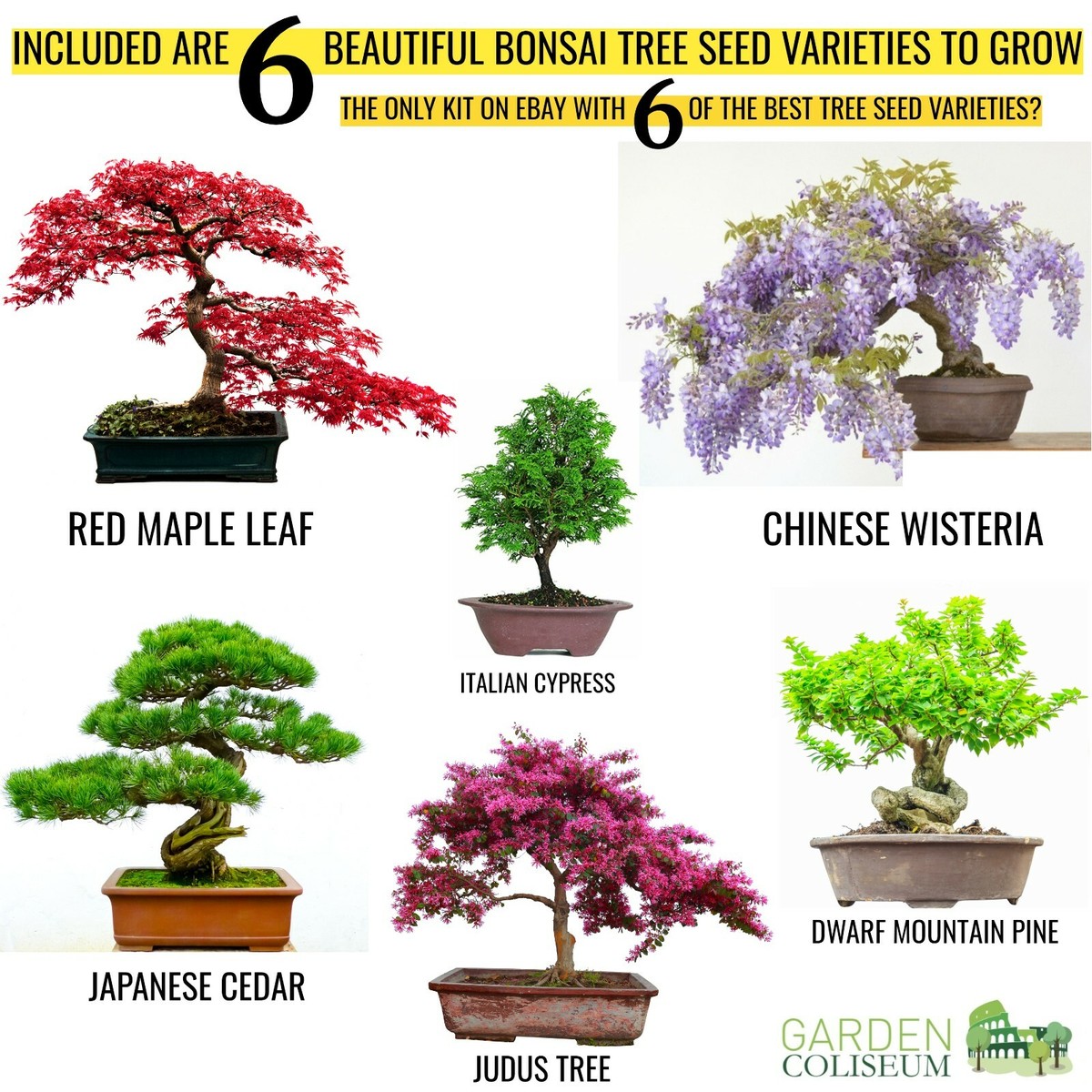2 x Bonsai Tree Kits, Grow 6 of Your OWN Bonsai Trees from Seeds 