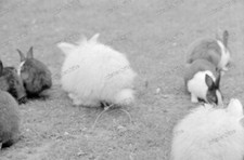 negative-1930-Hamburg-Tierpark Stellingen-Hagenbeck-animals-rabbit-10