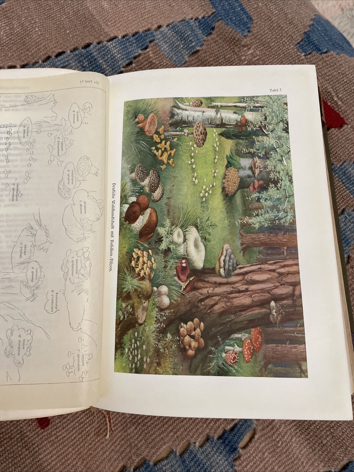 Antigua planta hongo enciclopedia alemana 1913 ilustrada muchas placas de color