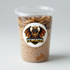 TC INSECTS Live Superworms Feeder Insects for Reptiles Amphibians Birds More