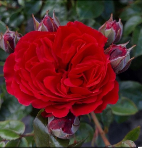 Miss Molly- Red- Bush Rose In A 3 Litre Pot