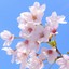 fav-japan-mono
