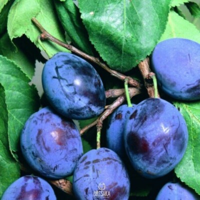 Pflaume schwarz mittel Früchte 5 Stück frische Samen, Prunus nigra, Pflaumensamen Bio