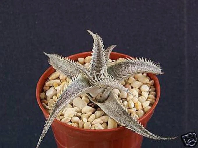 Dyckia for sale | eBay