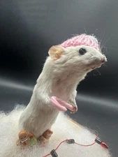 Oddities Curiosities Taxidermy White Mouse Christmas Winter Real OOAK