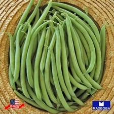 Bean Fresh Seeds - Bush - Provider - Organic Non-GMO Heirloom Garden