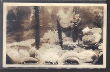 Sea Anemones Aquarium Depoe Bay Oregon real photo picture postcard unused