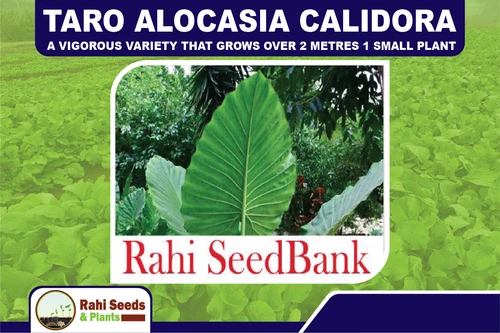 Taro Alocasia Calidora A Vigorous Variety that Grows Over 2 Metres 1 Small Plant