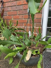 XXXL 9+ Yr beautiful Epiphyllum "German Empress" Specimen 