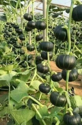 #ad 20 Seeds Bí new trending Japanese Pumpkin USA super productive Bi Do Nhat xanh $13.00