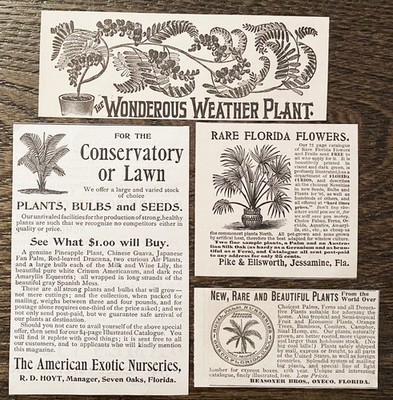 FLORIDA PALM PLANTS Am.Exotic Nursery, Reasoner, Pike&Ellsworth c1890s Print Ads