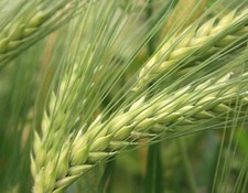 Huile de Germes de Blé Bio Vierge Pure 250 ml