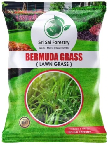 Bermuda Seebs for Home Lawn - 100 G - Garden Grass Seeb - Picture 2 of 3