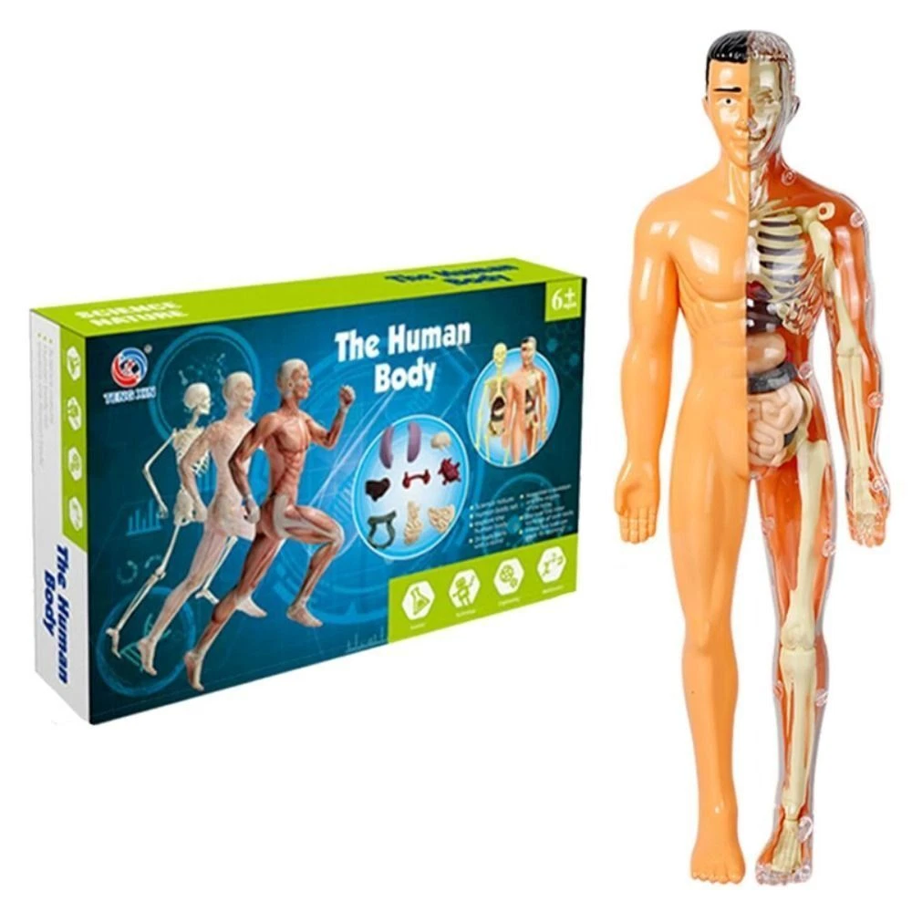 Human body sale educational toys