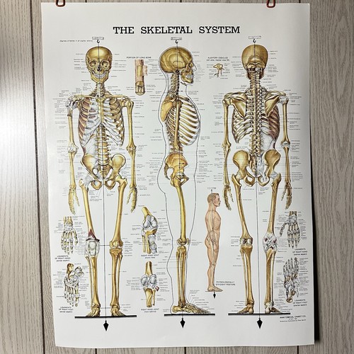 VTG 1981 Peter Bachin Anatomical Chart The Skeletal System Poster 26x20
