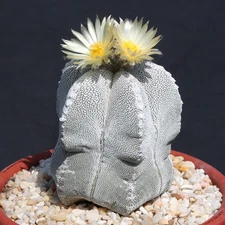 Astrophytum Multicostatum ONZUKA 5 rare cactus exotic succulent plant 20 SEEDS