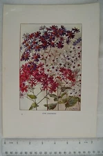 1905 coloured illustration: Star Cinerarias
