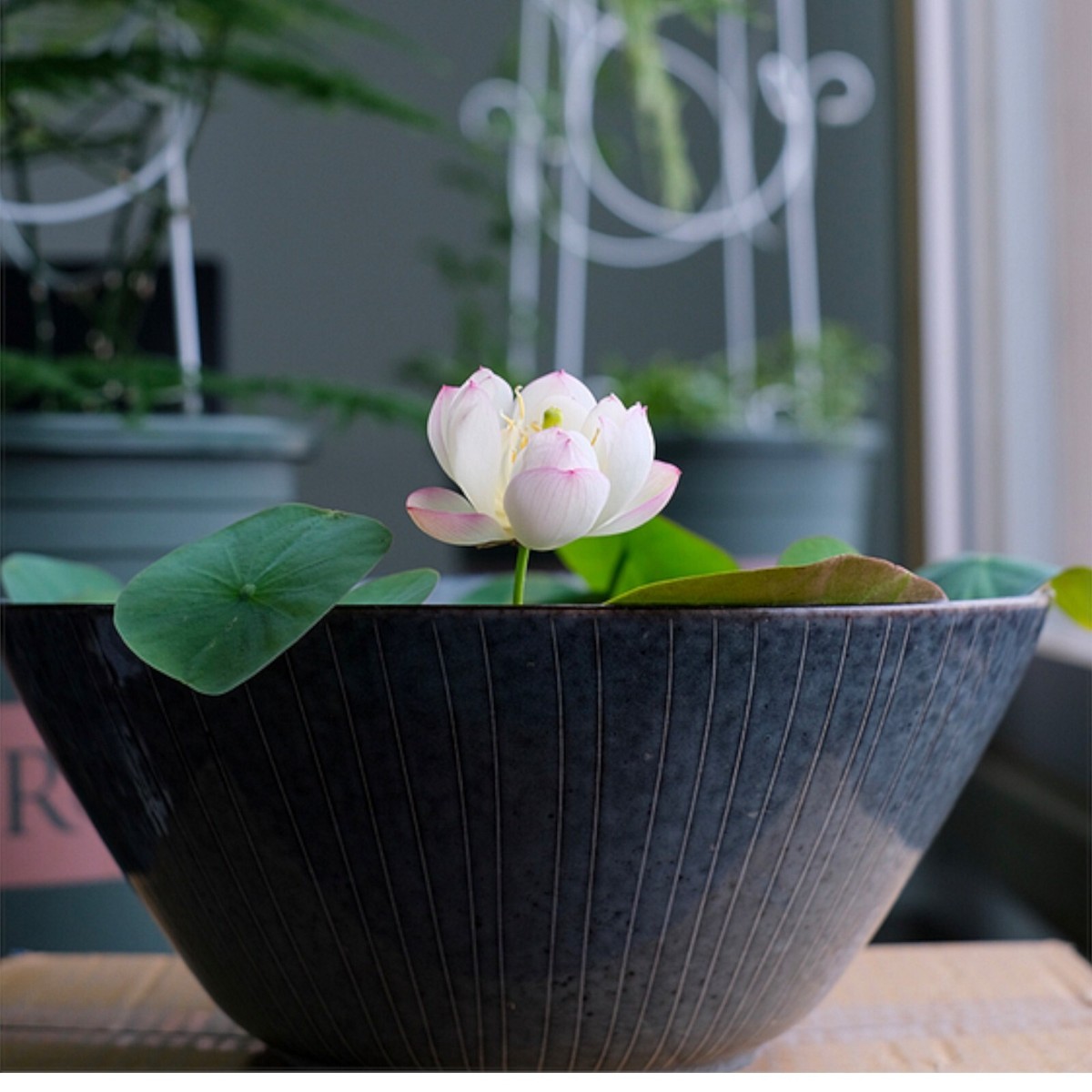 Nurture Tranquility with 10 Bowl Lotus Seeds A Serene Marvel for