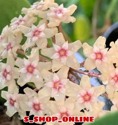 Hoya Acuta Variegata Size 4'' Pot (Random) With Phytosanitary Cert.